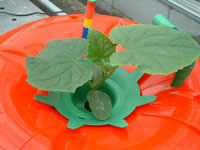 �L���E���@�n�C�|�j�J�@�ƒ�؉�